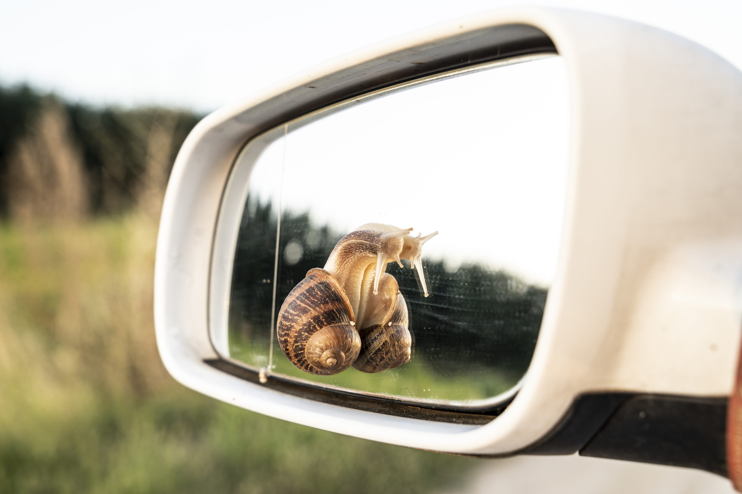 ecological car, snail over a car mirror, electric car concept