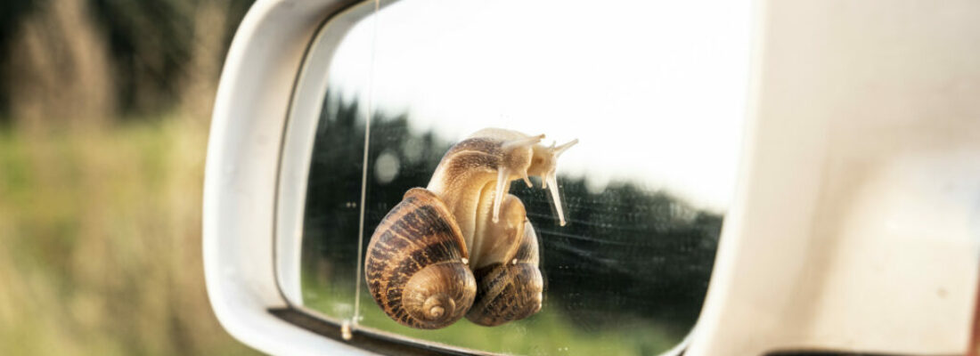 ecological car, snail over a car mirror, close up concept nature in a car