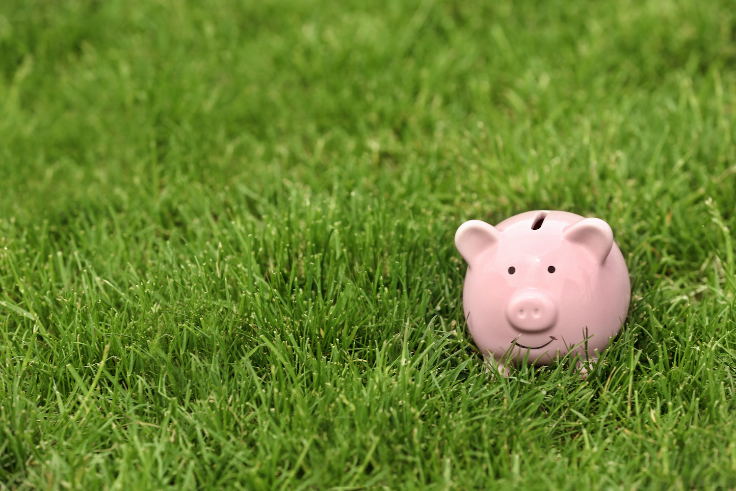 Cute piggy bank in green grass outdoors. Space for text